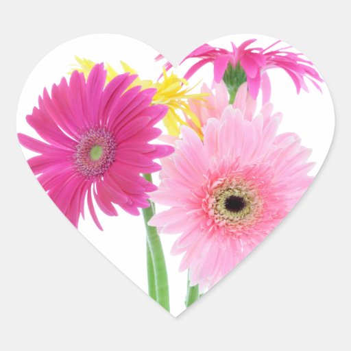 Gerberadaisyblommor Hjärtklistermärken