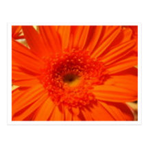 gerberdaisy vykort