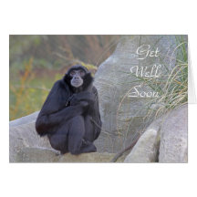 Gibbonen får det väl snart kortet