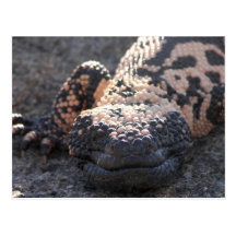 Gila monster vykort