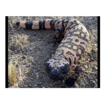 Gila monster vykort