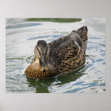 Gilla en anka för att bevattna trycket print