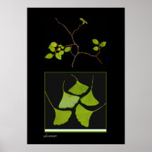 Gingko- och Bonsaigren Print