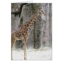 Giraff 3 kort