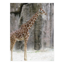 Giraff 3 vykort