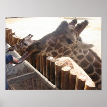 Giraff affischer