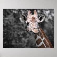 Giraff Affisch