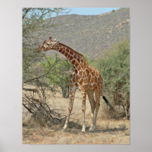 Giraff Affisch
