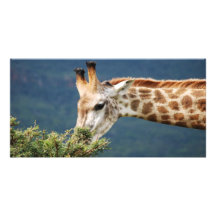 Giraff som äter något löv foto kort