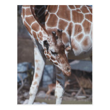 Giraff vykort