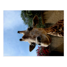Giraff Vykort