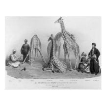 Giraffen med arabsna vykort