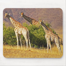 Giraffes 2 Mousepads
