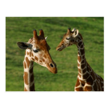 Giraffgiraff på vilden Anim…, - Skräddarsy Vykort