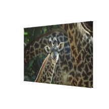 Giraffkalv med giraff kanvasdukar med gallerikvalitet