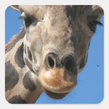 Giraffklistermärke