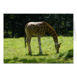 Giraffkort