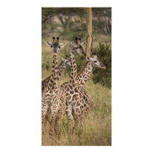 Giraffkvartett Fotokort Mall