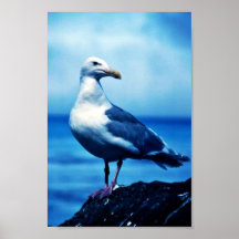 Glacous påskyndade fiskmåsar affisch