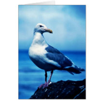 Glacous påskyndade fiskmåsar kort