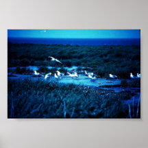 Glacous påskyndade fiskmåsar print