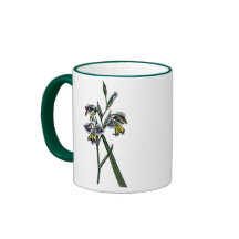 Gladiolus Viperatus Kaffe Muggar