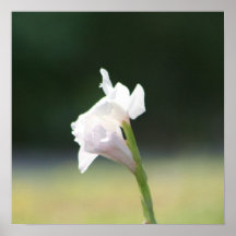 glads affischer