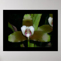 glansig orchid affischer