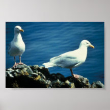 Glaucous fiskmåsar affischer