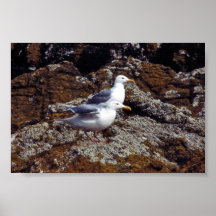 Glaucous-påskyndade fiskmåsar affisch