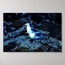 Glaucous-påskyndade fiskmåsar posters