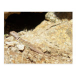 Glen Ilah Lizard On A Rock Post Cards