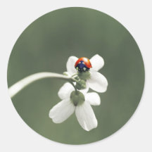 Glücksbringer auf der Blumenwiese Runder Sticker