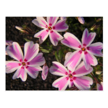 Godisrandblommor Vykort
