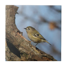 Goldcrest Kakel