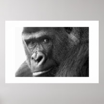 Gorilla #1 affischer