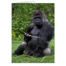 Gorilla Cards