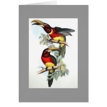Gould - Dubbla-Försett med krage Aracari Toucan ko