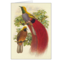 Gould - Grå färg-Chested fågel av paradiset Kort
