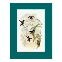 Gould - Jourdons Woodstar Hummingbird Vykort