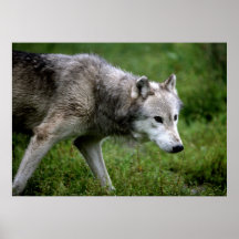 Grå färgwolfjakt affischer