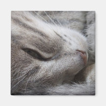 Grå kattmagnet kylskåpmagneter