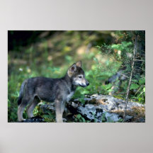 Grå Varg-liten valp i grön skogen Affisch