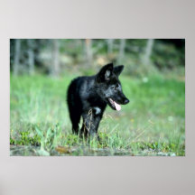 Grå Varg-sommar (svart-arrangera gradvis), unge Posters