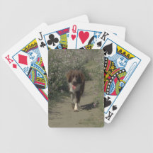 GränsColliehund som leker kort