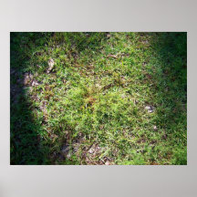 Gräs för björnfot print