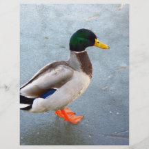 Gräsandanka på is flygblad