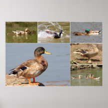 GräsandCollage Affischer