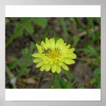 Gräshoppa på gul blomma affischer