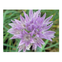 Gräslökblommor: Allium Schoenoprasum Vykort